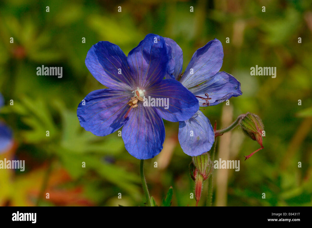 Geranium Flowers Stock Photo