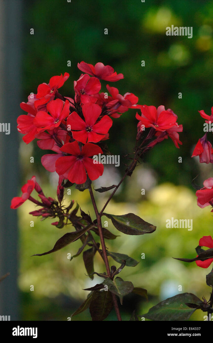 Red Phlox Flowers Stock Photo - Alamy