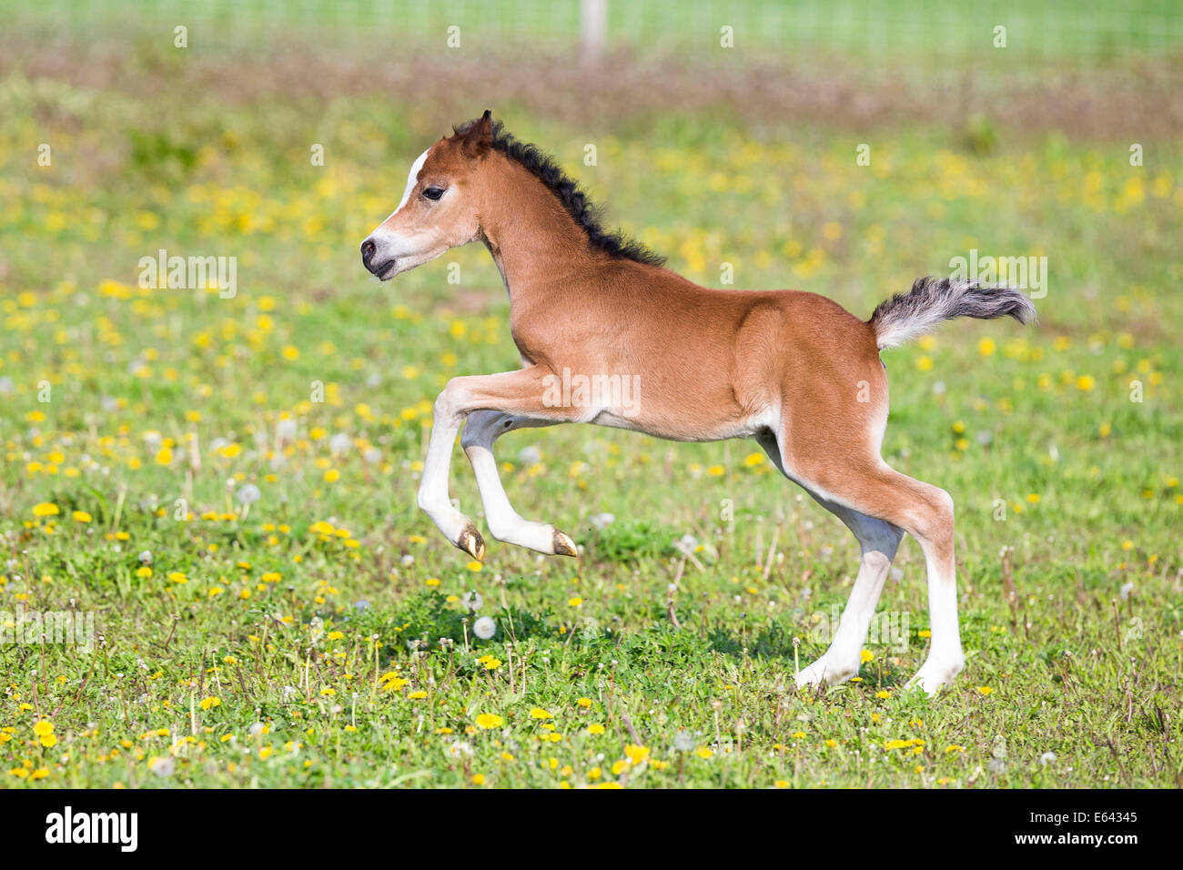Welsh Mountain Pony, Section A. Fillyfoal galloping on a pasture