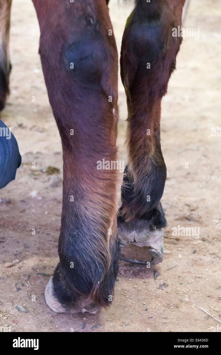 Arabian Horse. Swollen hind legs with Phlegmon. Egypt Stock Photo - Alamy