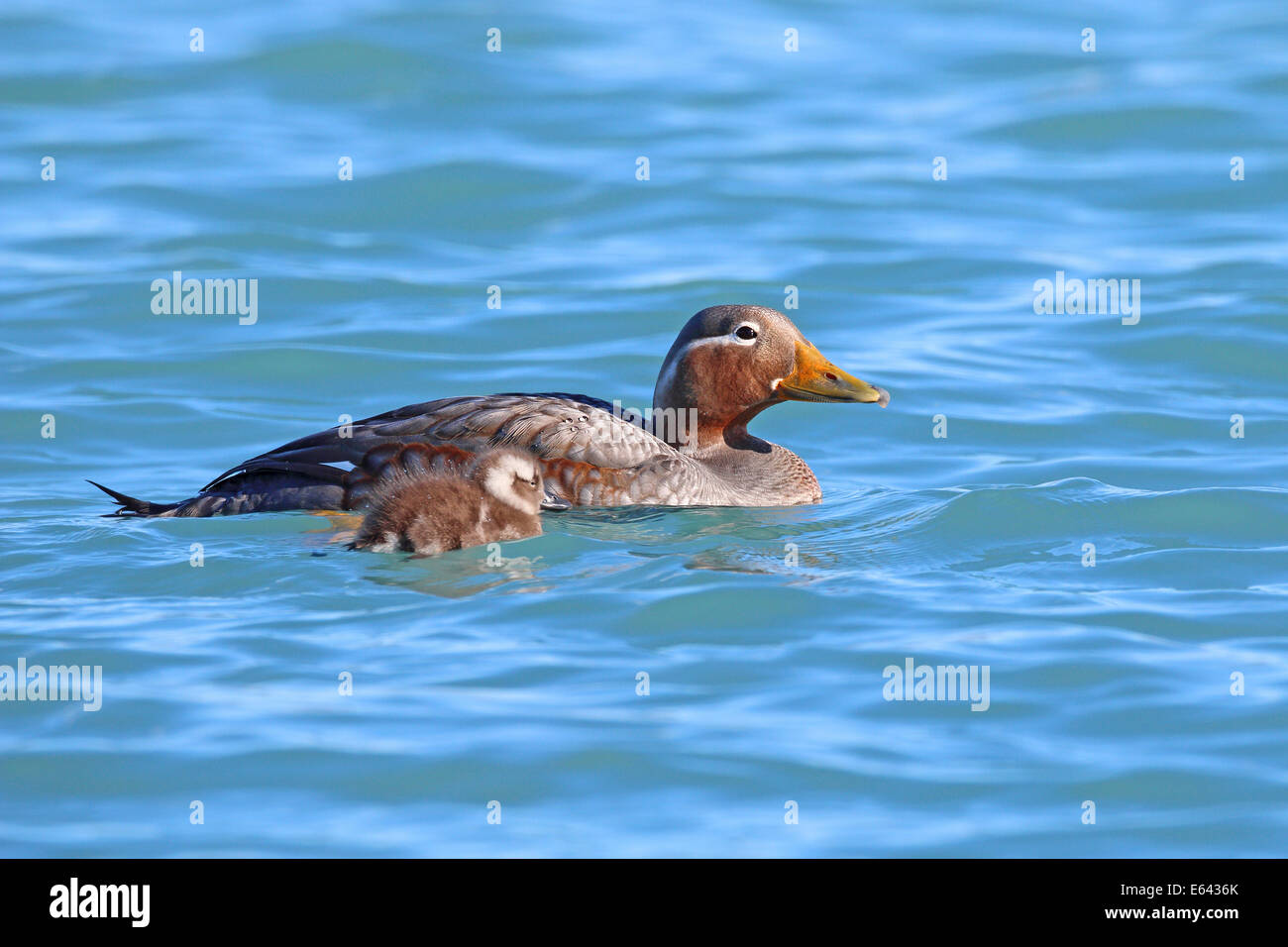 Flying steamer duck hires stock photography and images Alamy