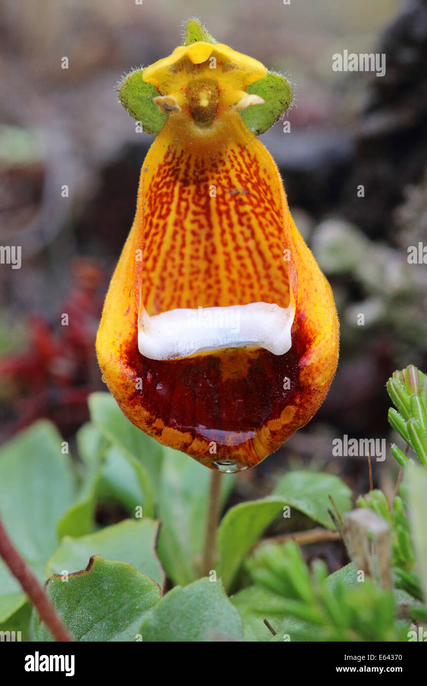 Darwins Slipper Flower (Calceolaria uniflora), flowering. Patagonia, Argentina Stock Photo