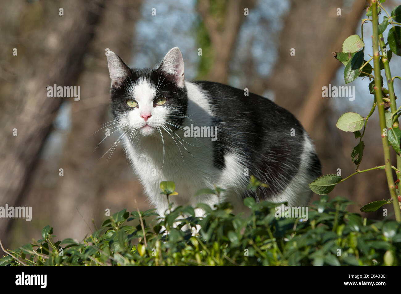 Black white cat walking in hi-res stock photography and images - Alamy
