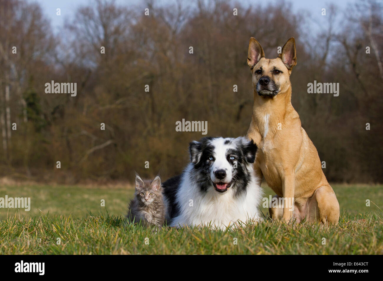 Australian Shepherd, Maine Coon kitten and Malinois-mix on a meadow Stock  Photo - Alamy