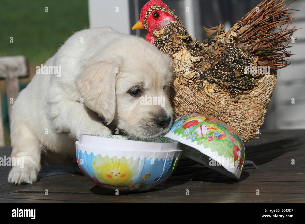 Golden retriever and chickens cheap