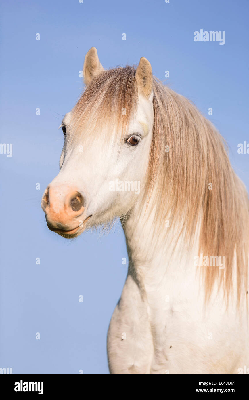 Welsh A . Portrait of gray horse. Austria Stock Photo