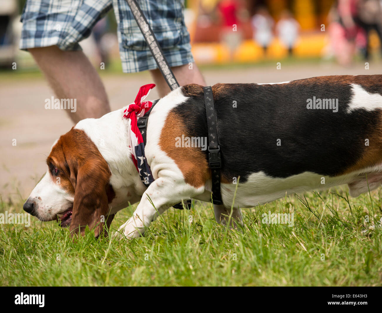 Bassett Hound dog Stock Photo