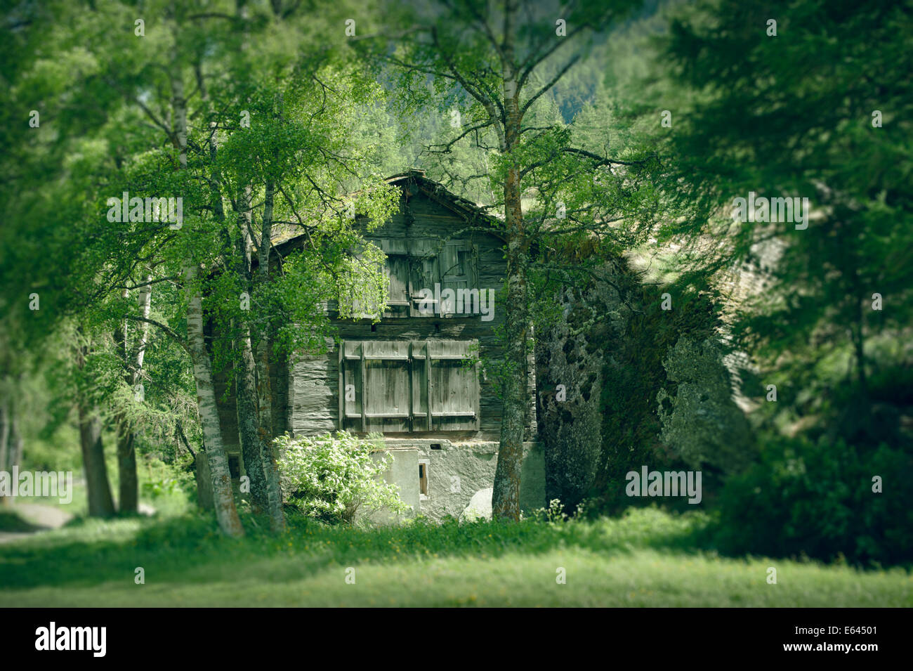Old wooden barn between trees in Saas-Ground. For effect, some blur was added to the surrounding trees. Stock Photo
