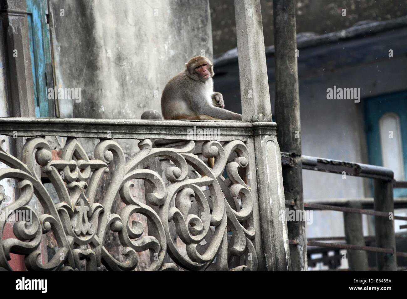 Monkey animal tests hi-res stock photography and images - Alamy