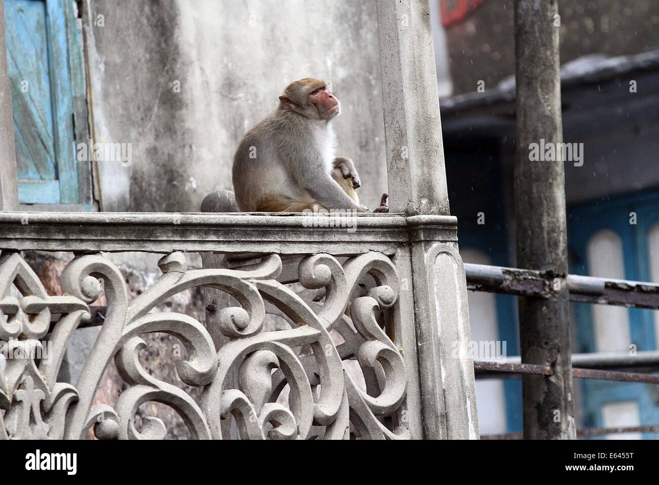 Monkey animal tests hi-res stock photography and images - Alamy
