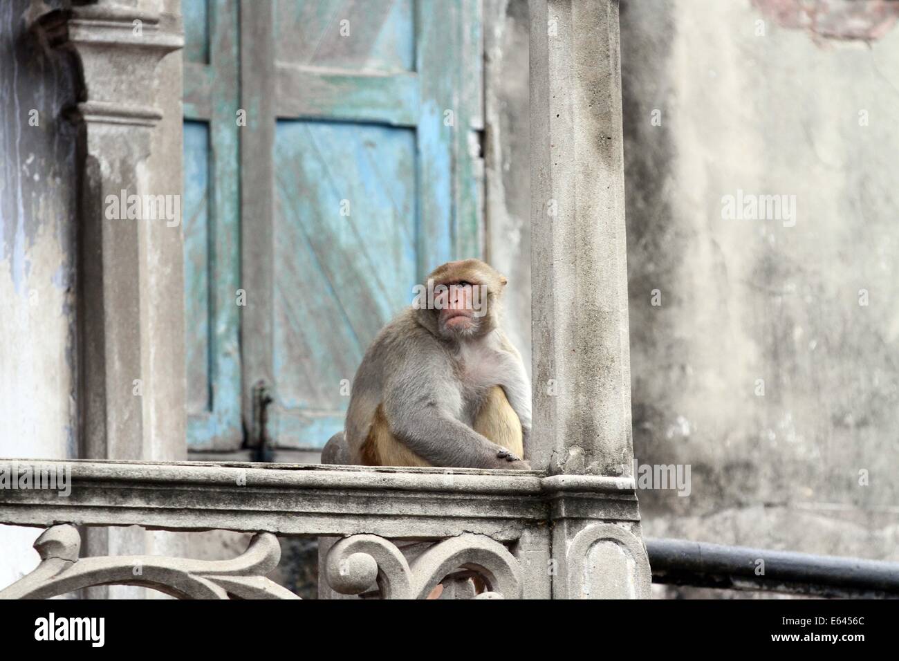 Monkey animal tests hi-res stock photography and images - Alamy