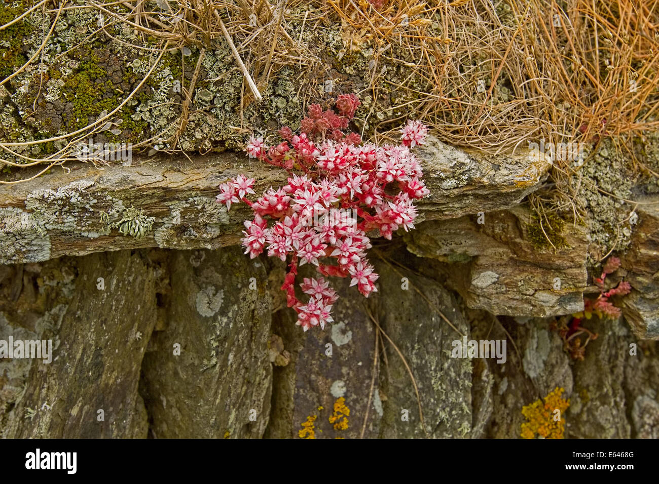 Dry stone wall flowers hires stock photography and images Alamy