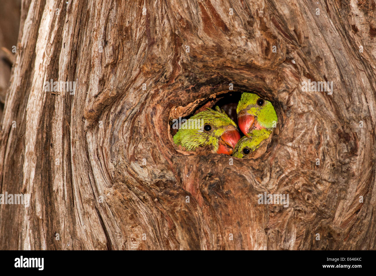 Israel, wild Rose-ringed Parakeet (Psittacula krameri), AKA the Ringnecked Parakeet Chicks in tree hole. Stock Photo