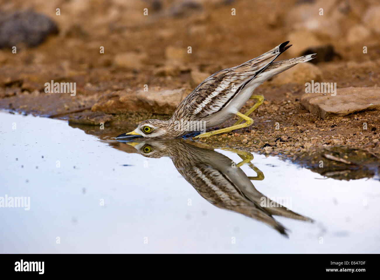 Stone Curlew, Eurasian Thick-knee, or Eurasian Stone-curlew (Burhinus oedicnemus). This wading bird is found in dry open scrubla Stock Photo