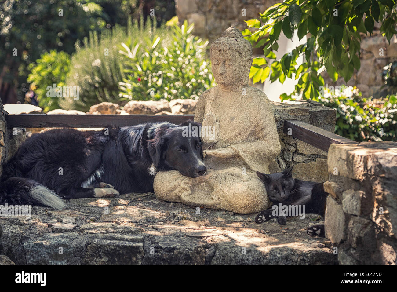 A border collie dog, a black cat rest on a Buddha statue in a shady spot on some stone steps Stock Photo