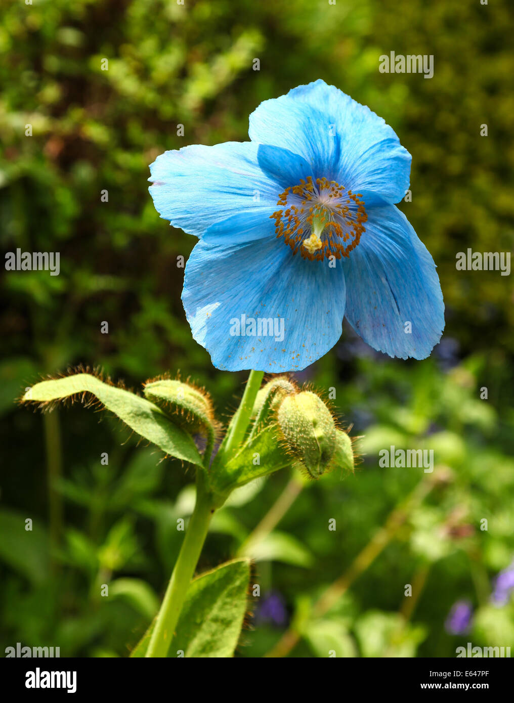 Meconopsis grandis, known as the blue poppy flower or Himalayan blue poppy, England, UK Stock Photo