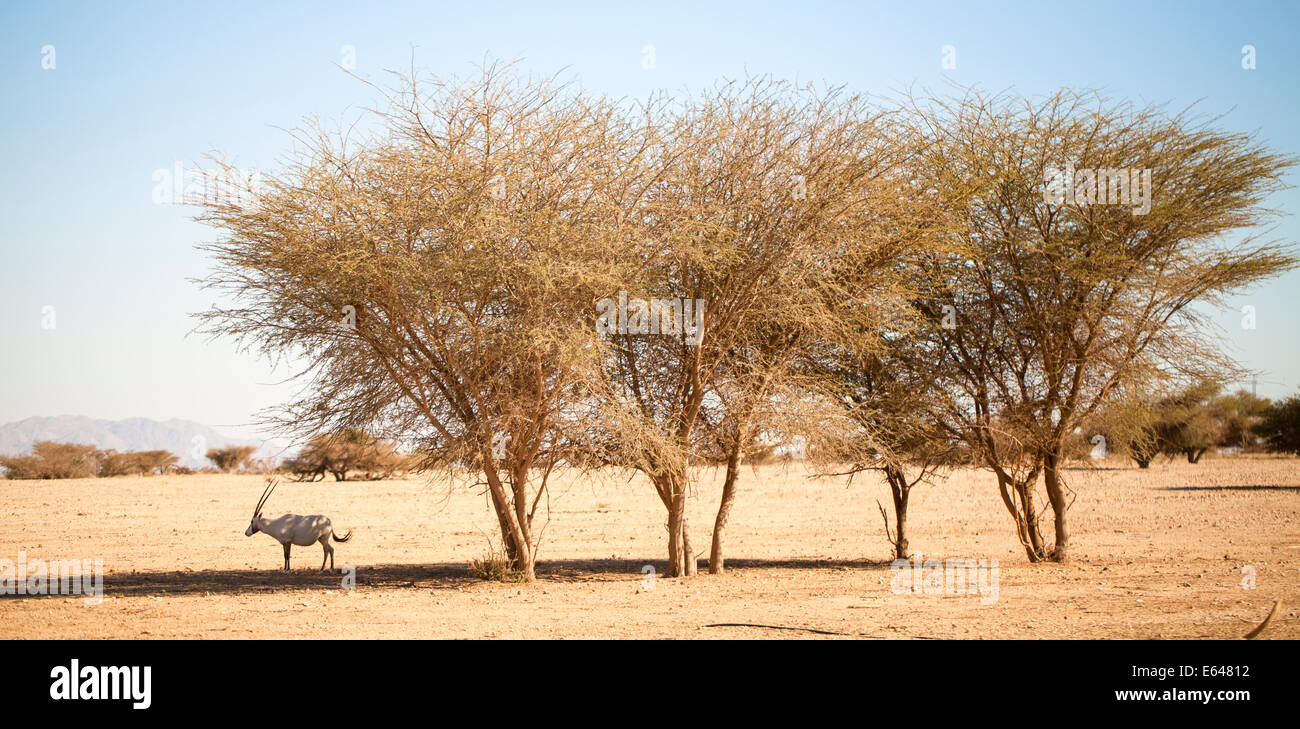 A Arabian Oryx (Oryx leucoryx). The Arabian oryx is a large white antelope, Almost totally extinct in the wild several groups ha Stock Photo