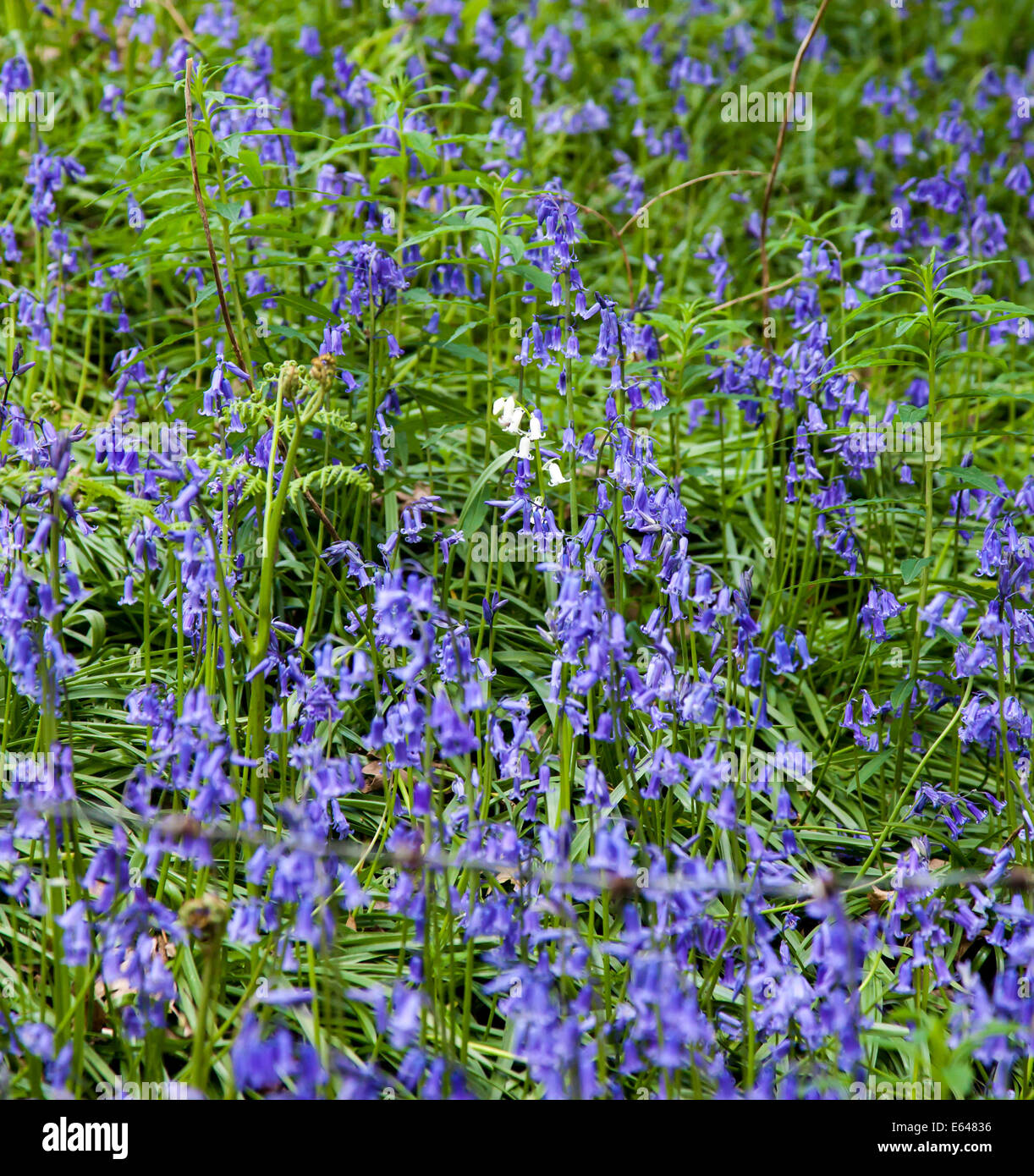 A white Common Bluebell in a patch of blue Hyacinthoides non-scripta bluebells in an English wood in spring Stock Photo