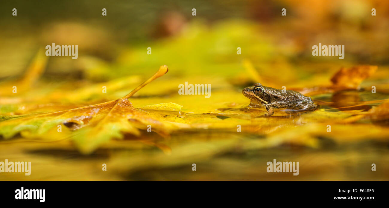 Marsh Frog (Pelophylax ridibundus in the past was also known as Rana ridibunda) This frog is the largest in Europe. It can appea Stock Photo