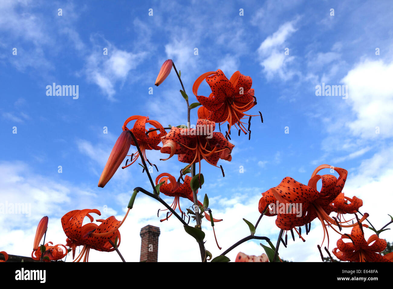Tiger lily lilium tigrinum hires stock photography and images Alamy