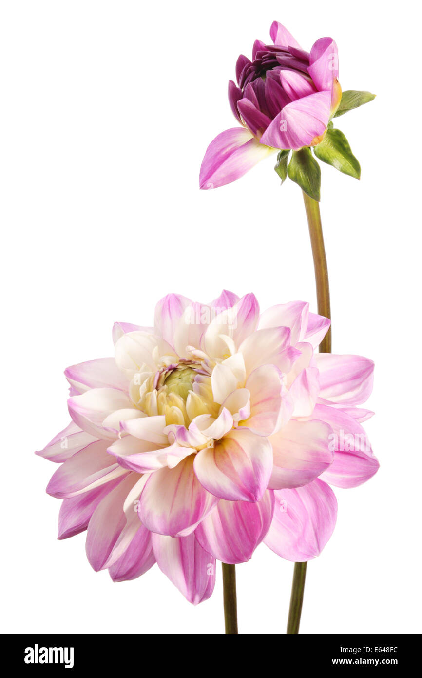 Dahlias. Two pink flowers isolated on a white background Stock Photo ...