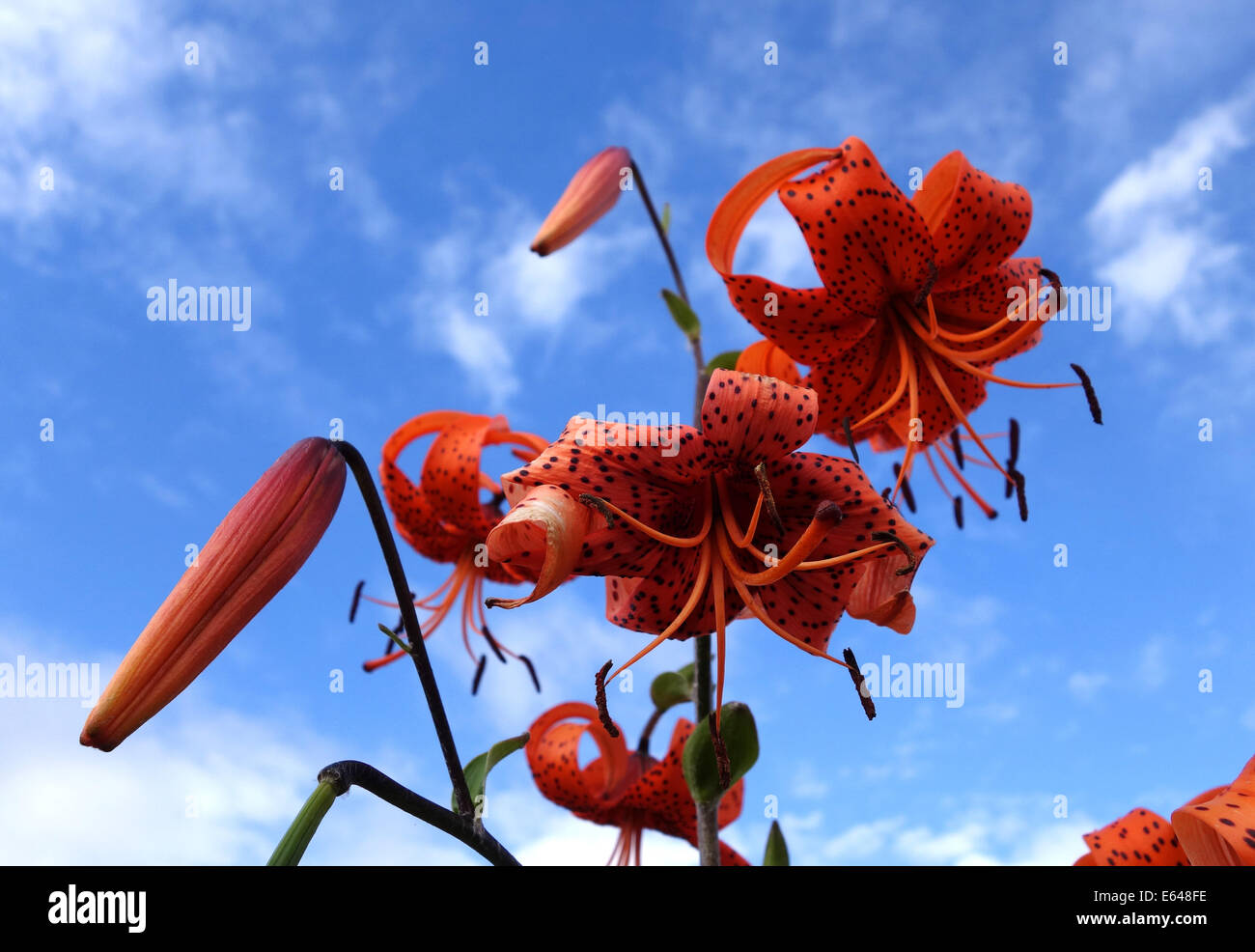 Tiger lily lilium tigrinum hires stock photography and images Alamy
