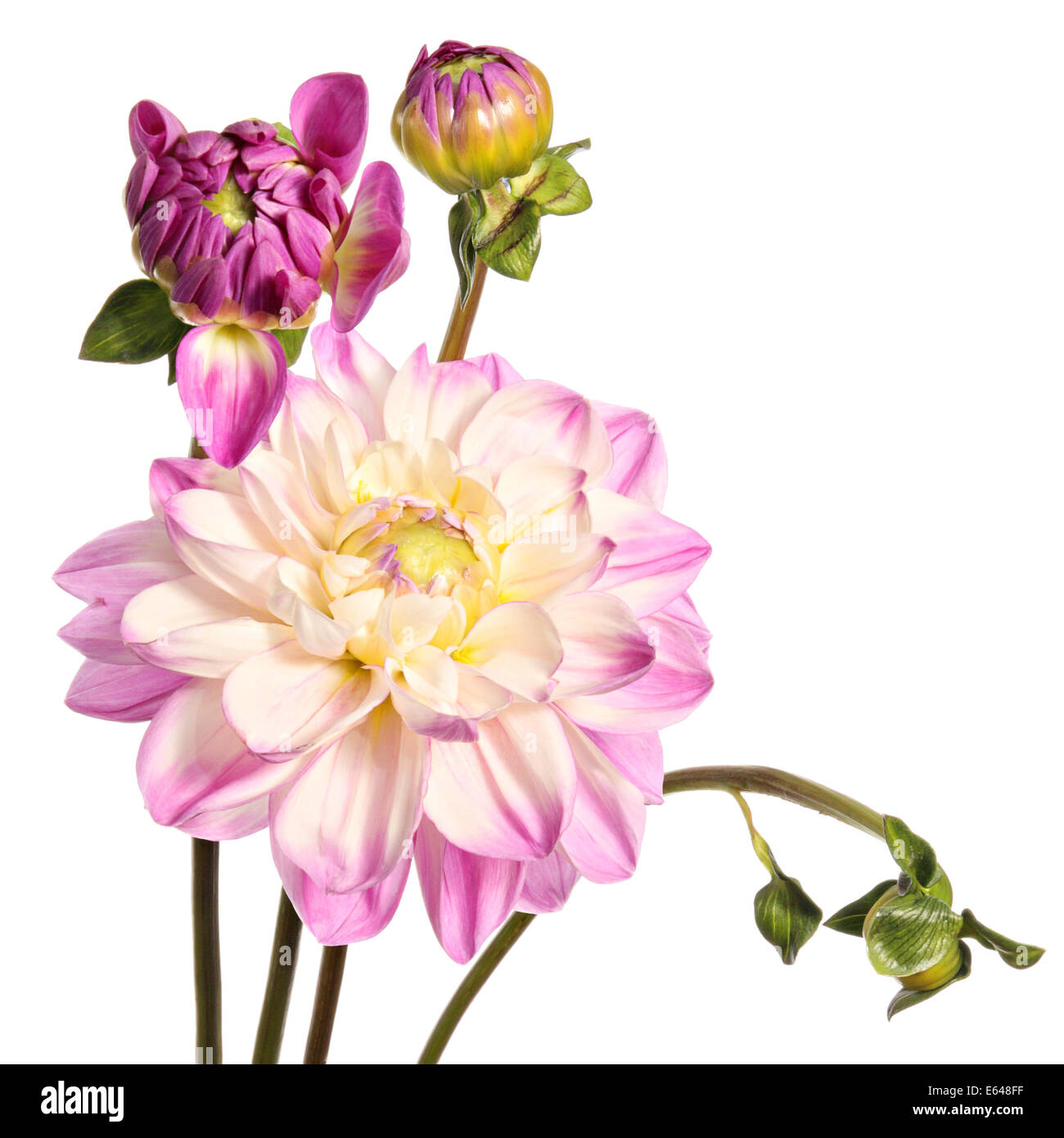 Dahlias. Pink flowers isolated on a white background Stock Photo - Alamy
