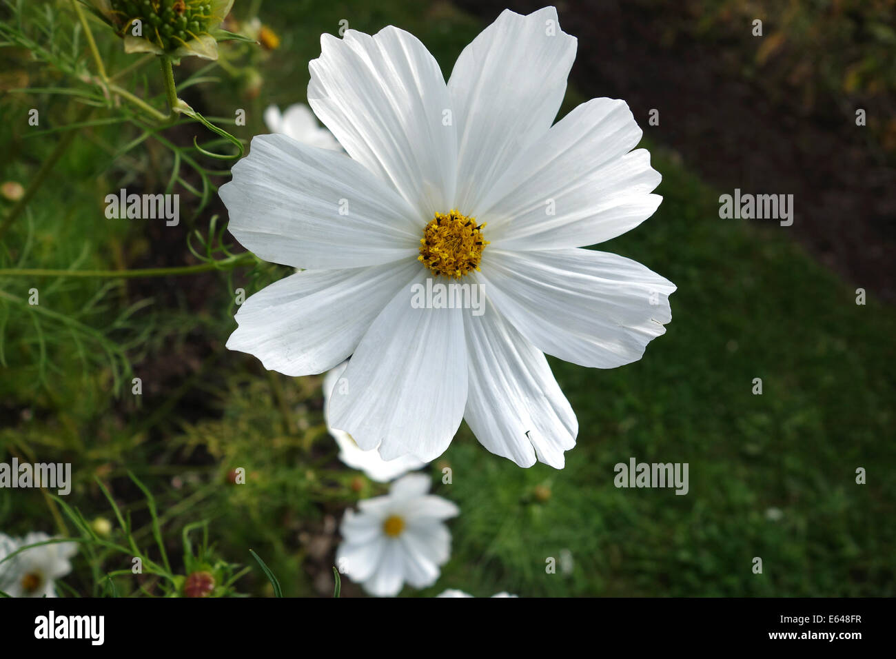 Cosmos bipinnatus 'Purity' garden flower Uk Stock Photo