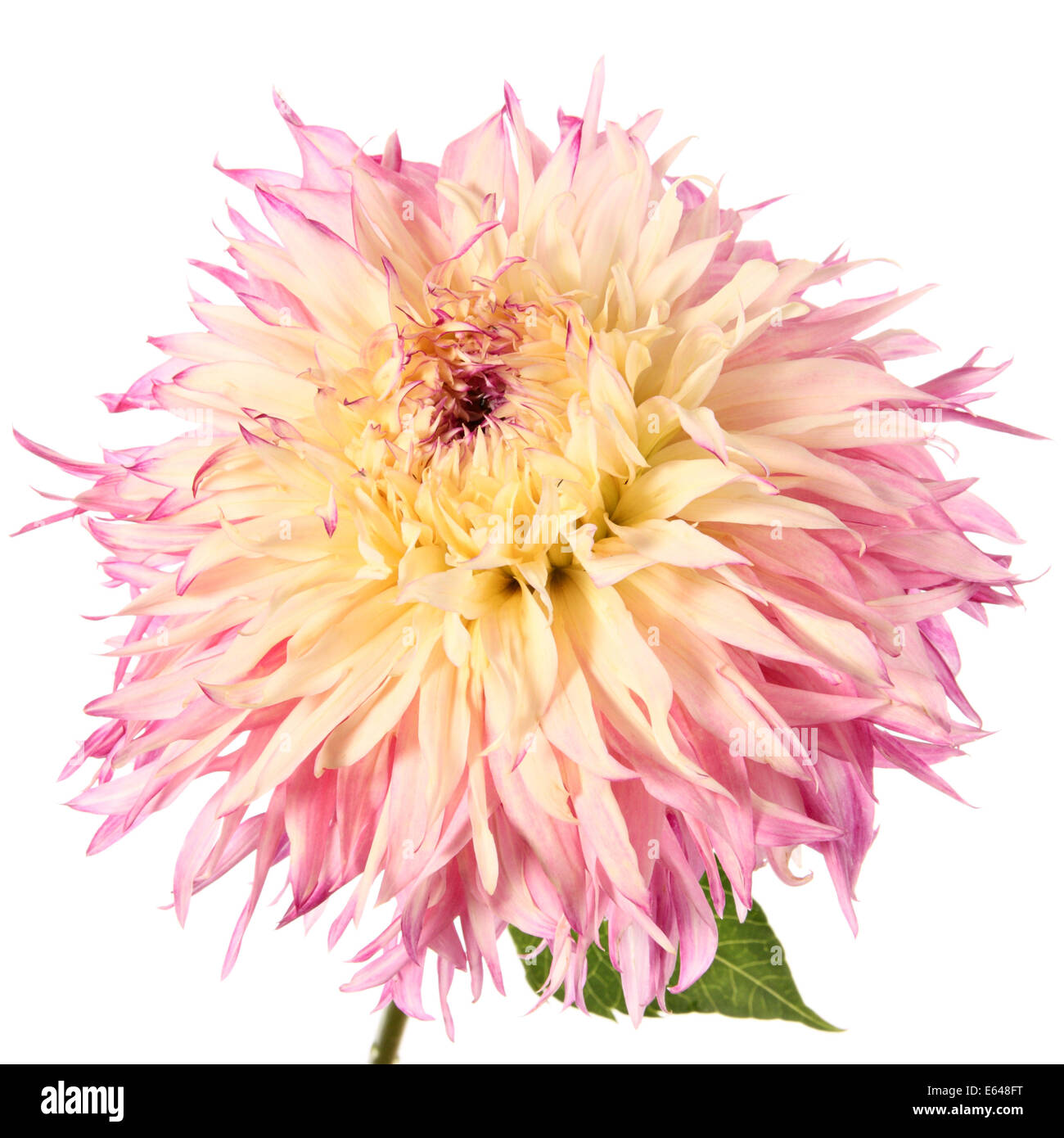 Close-up dahlia flower isolated on a white background Stock Photo - Alamy