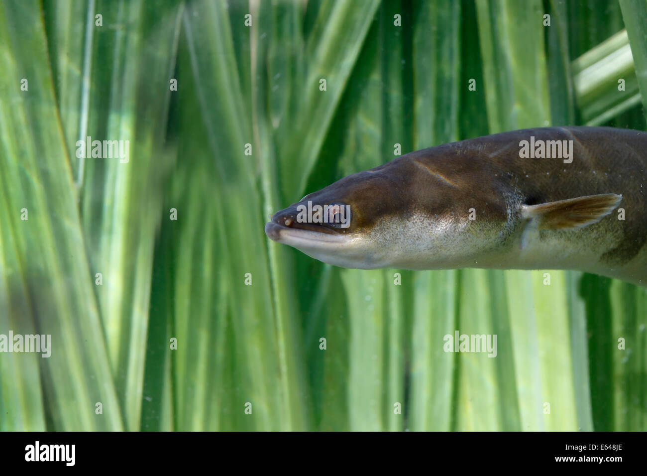 Anguilla Fish High Resolution Stock Photography And Images Alamy