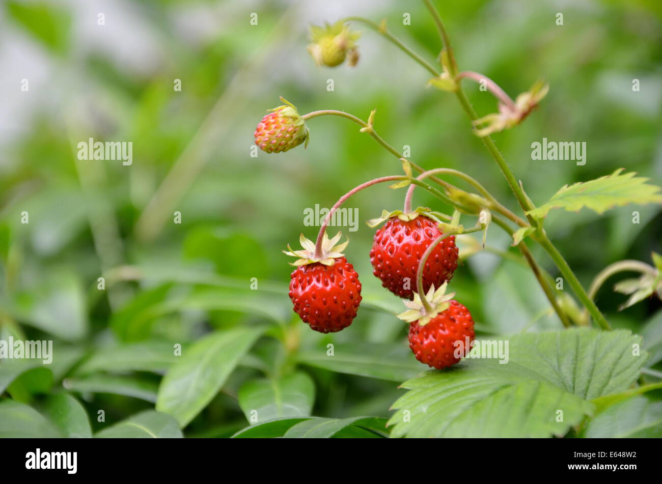 wild strawberries growing on the plant in various stages of ripeness