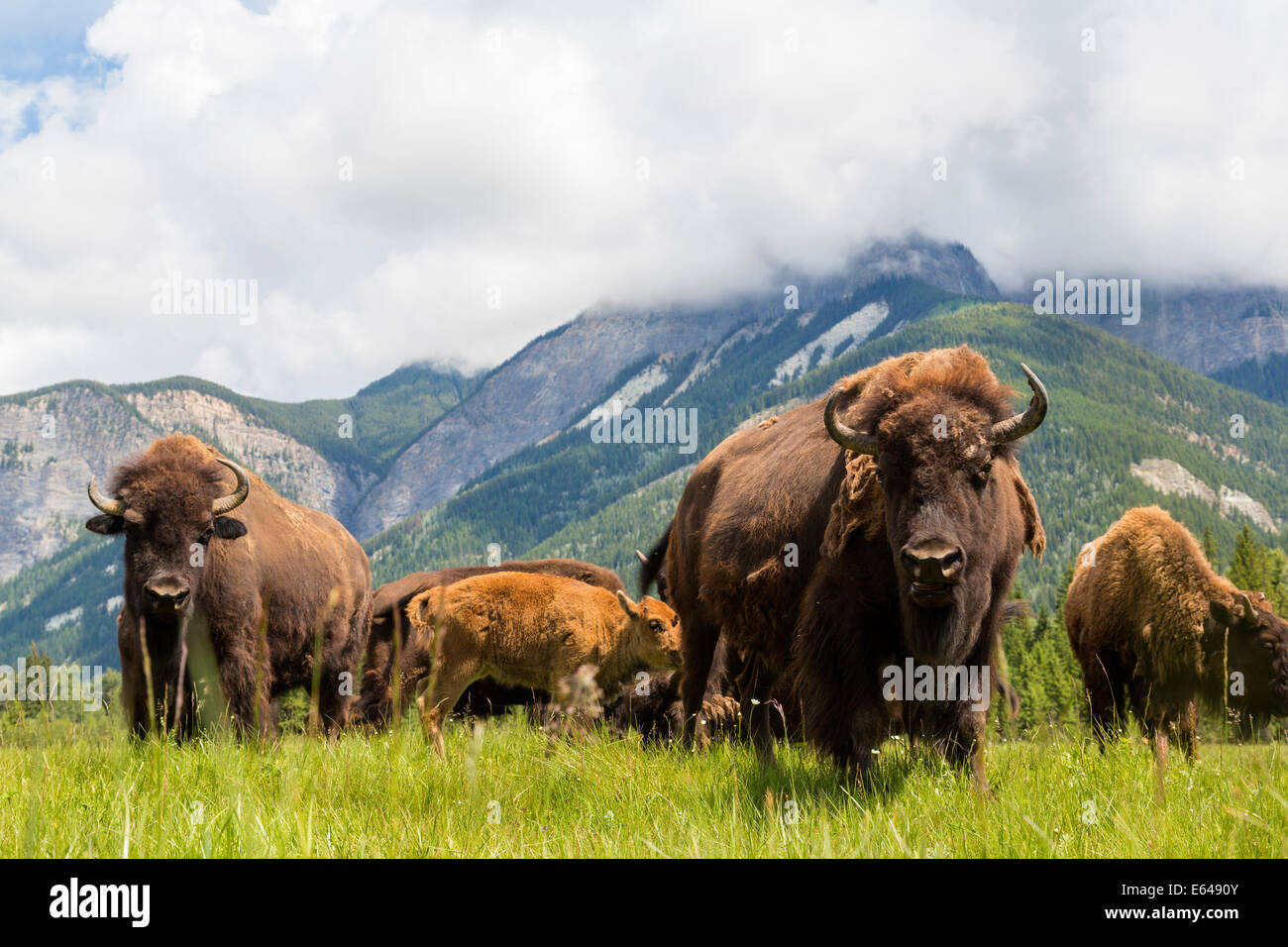 Bison, Alberta, Canada Stock Photo