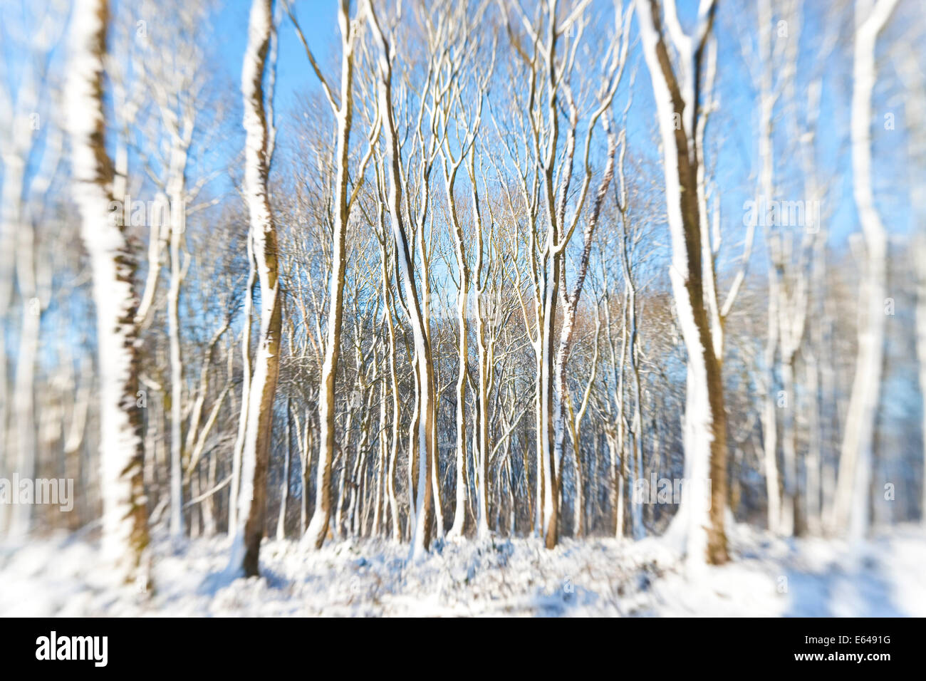Snow covered trees, nr Chipping Sodbury, South Gloucestershire, UK Stock Photo