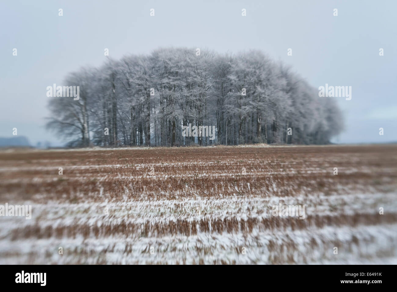 Group or copse of trees hi-res stock photography and images - Alamy