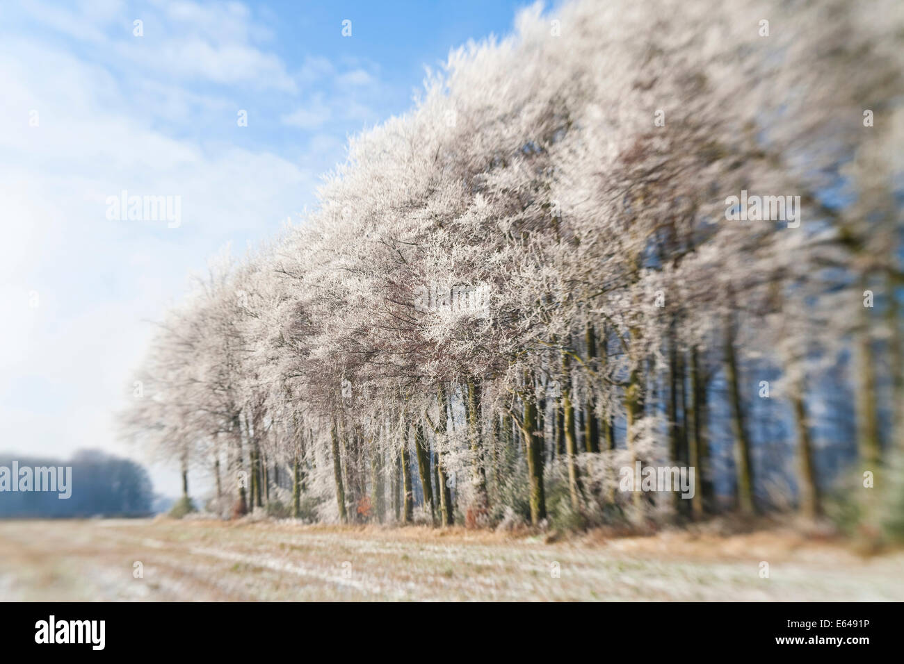 Woodland covered in snow and frost, Gloucestershire, UK Stock Photo