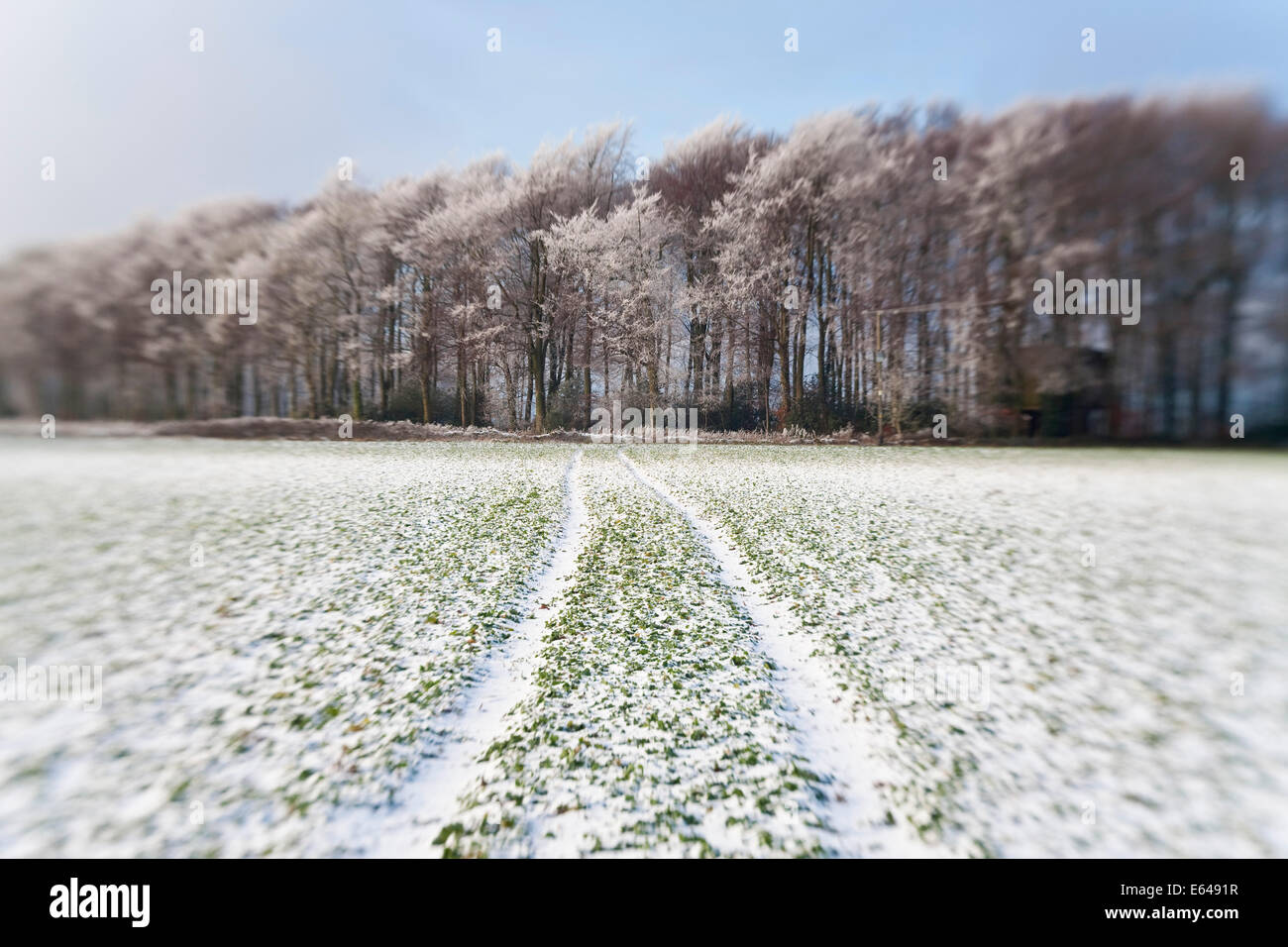Woodland covered in snow and frost, Gloucestershire, UK Stock Photo - Alamy