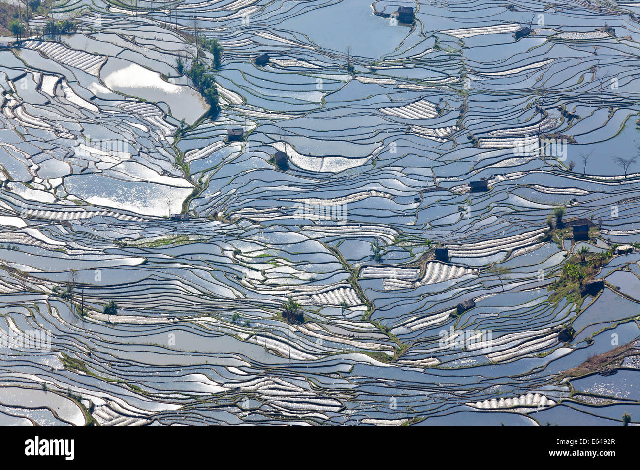 Reflections of water filled rice terraces, Yuanyang County, Honghe, Yunnan Province, China Stock Photo