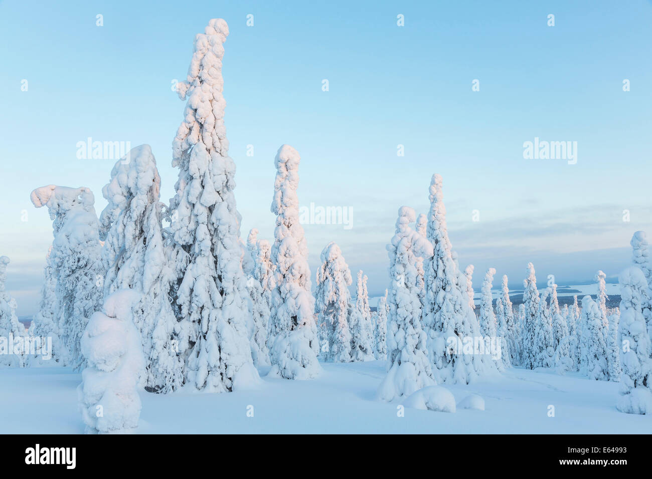 Snow covered trees, Riisitunturi National Park, Lapland, Finland Stock Photo