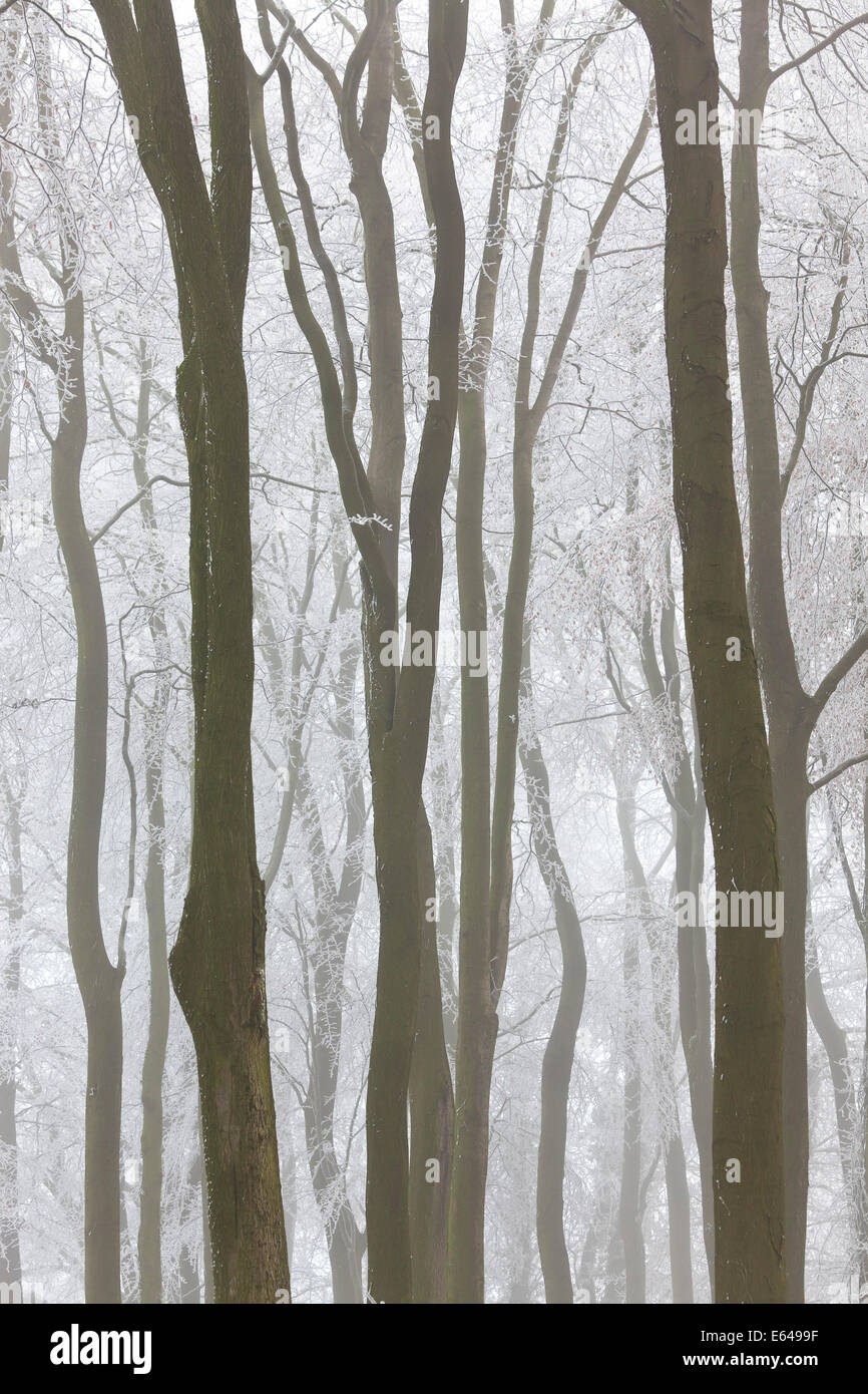 Trees with snow and frost, nr Wotton, Glos, UK Stock Photo