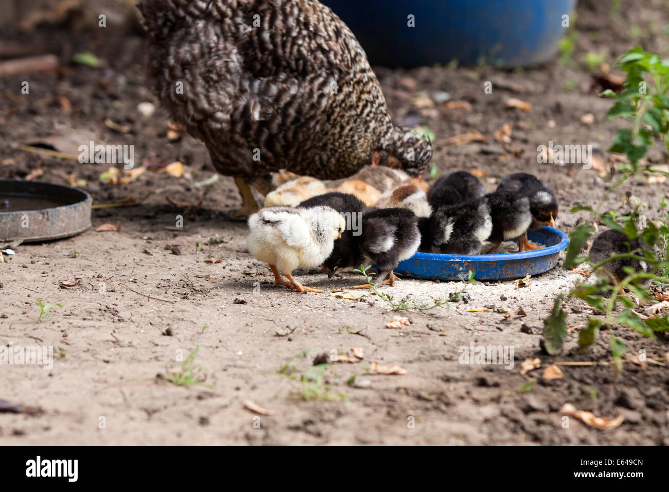 Broody hen with chicks in a home farm organic garden Stock Photo Alamy
