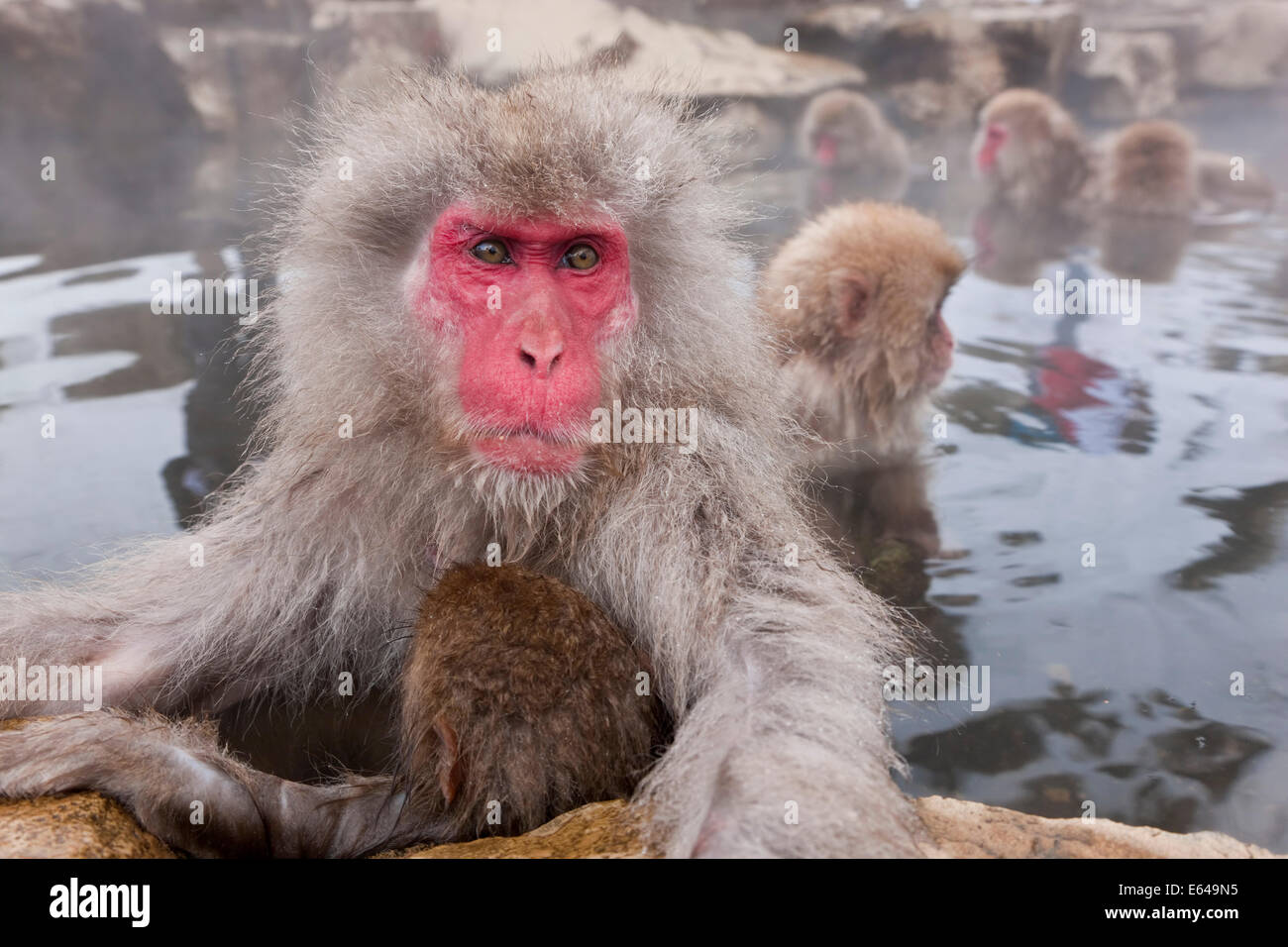 Japanese macaque (Macaca fuscata)/ Snow monkey, Joshin-etsu National Park, Honshu, Japan Stock Photo