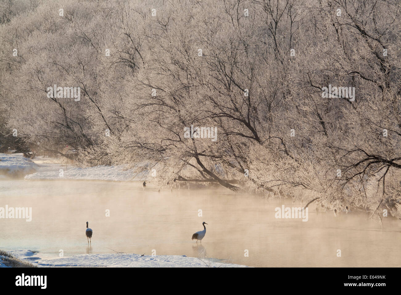 Red crowned Cranes in Frozen River at Dawn Hokkaido Japan Stock Photo