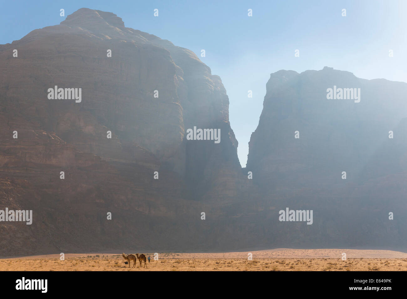 Camels in the desert, Wadi Rum, Jordan Stock Photo
