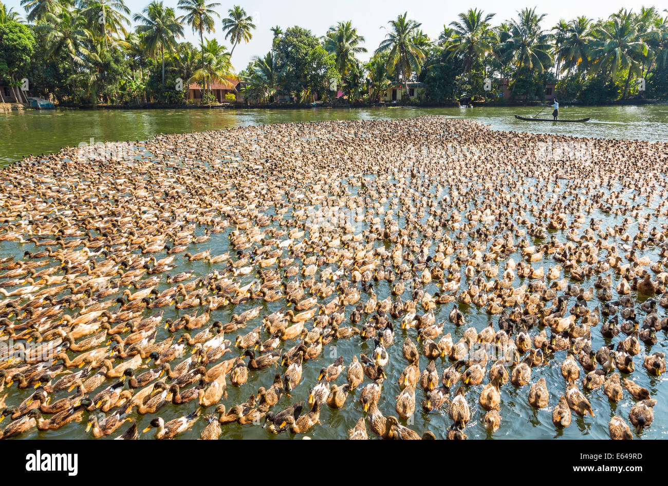Ducks being herded along the waterway, Kerala backwaters, nr Alleppey, (or Alappuzha), Kerala, India Stock Photo