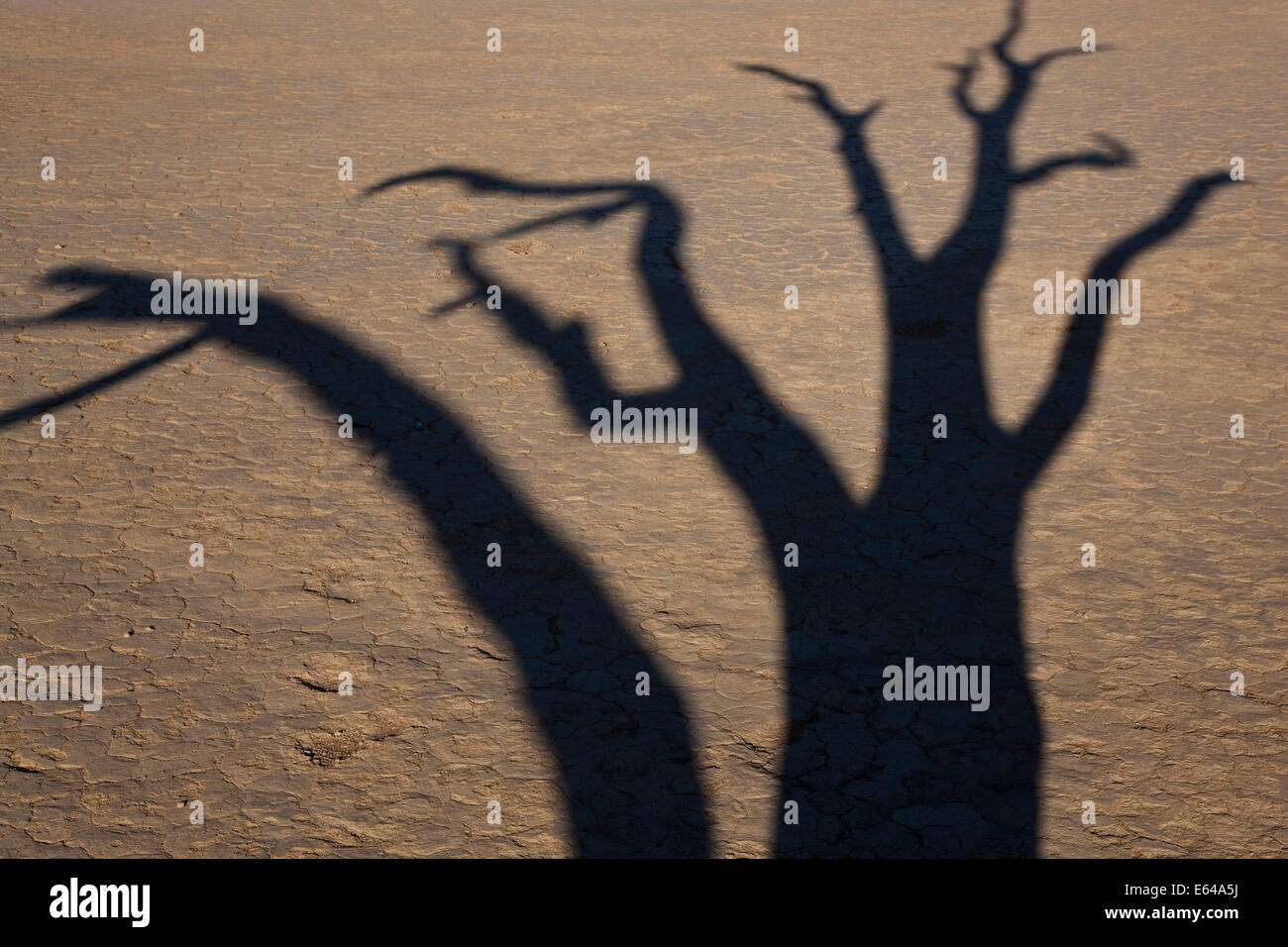 Shadow of dead trees in dry clay pan, Dead Vlei, Soussusvlei, Namibia, Africa Stock Photo