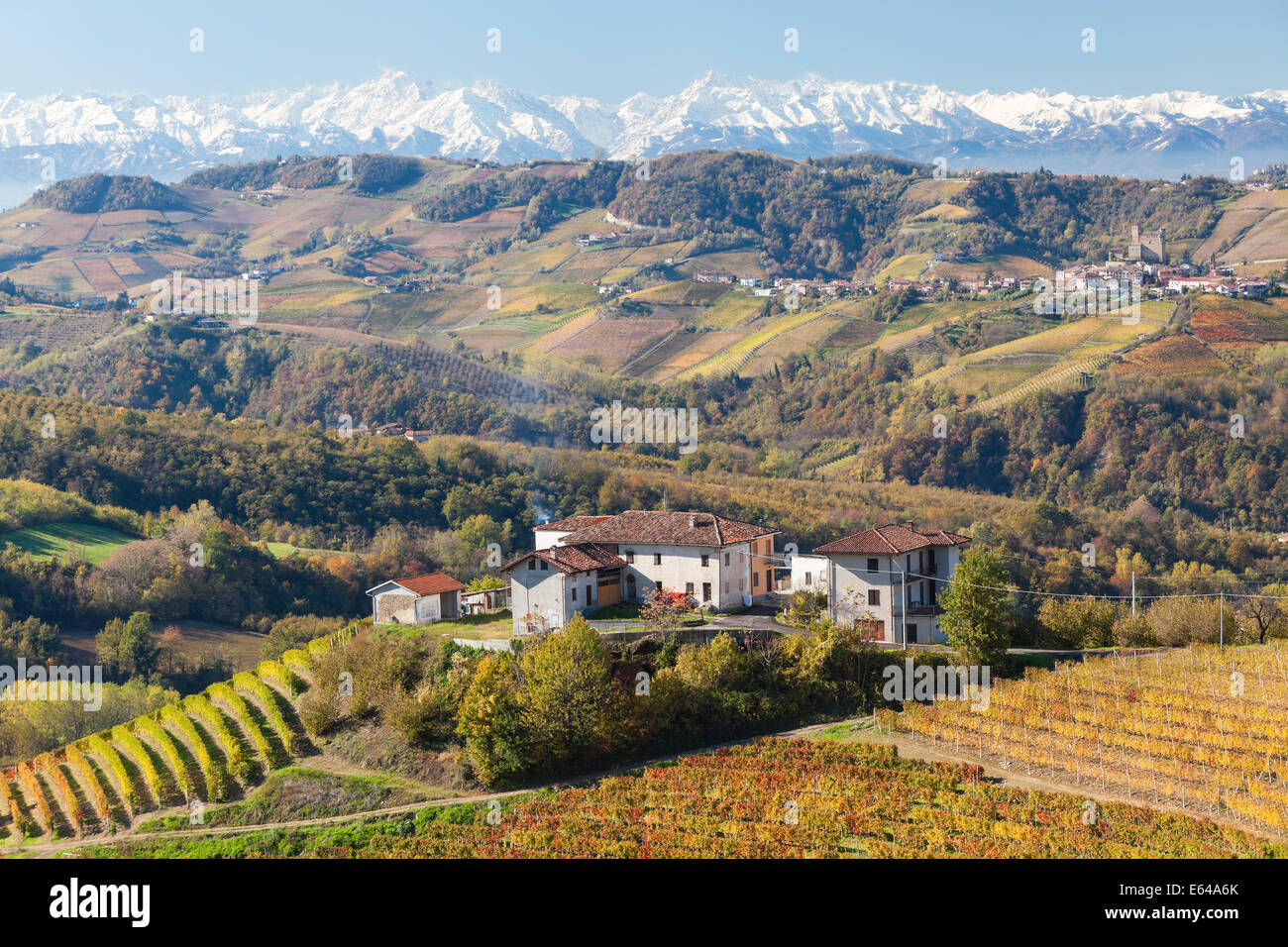 Vineyards, nr Alba, Langhe, Piedmont (or Piemonte or Piedmonte), Italy Stock Photo