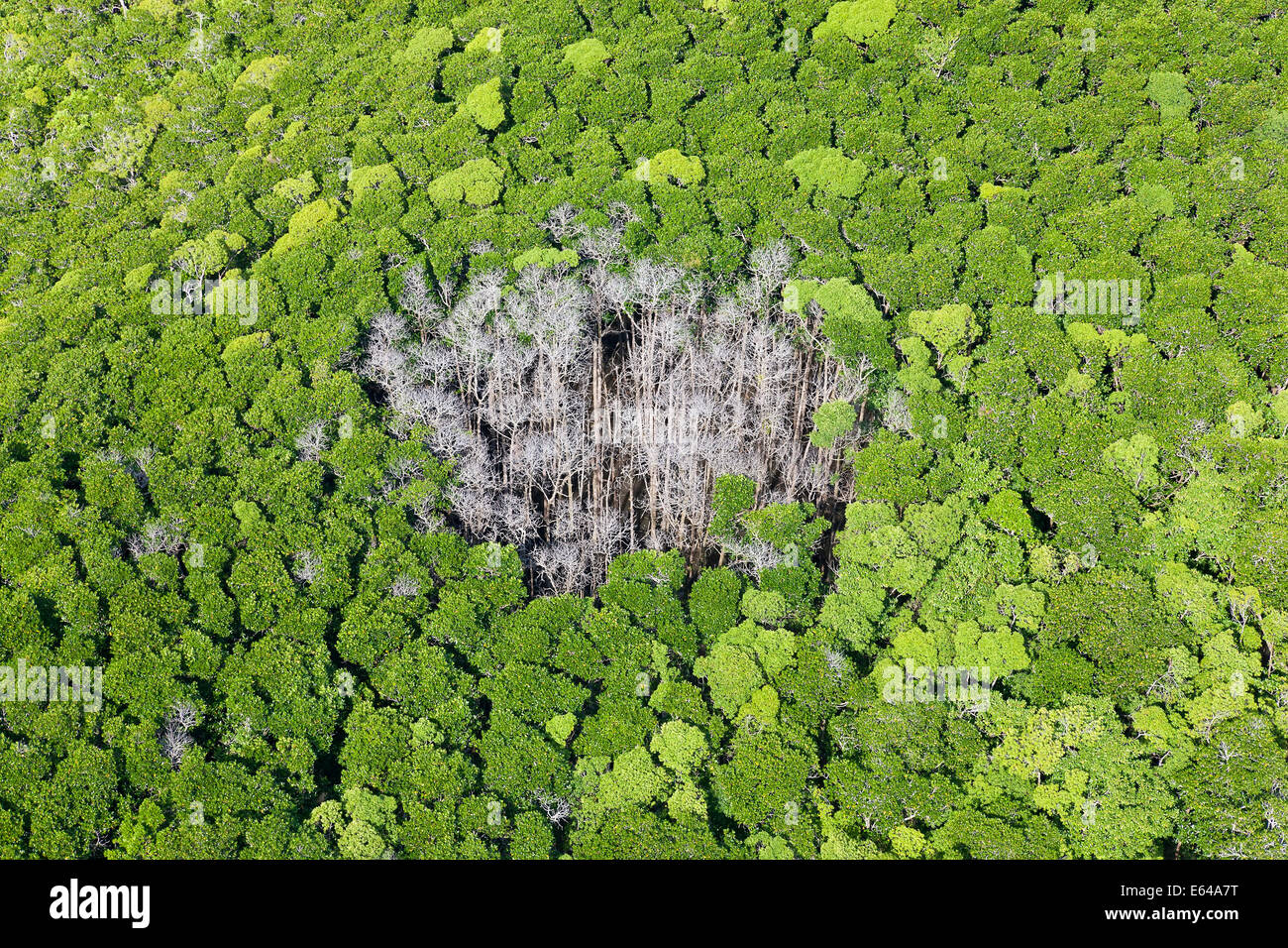 Rain forest trees hi-res stock photography and images - Alamy