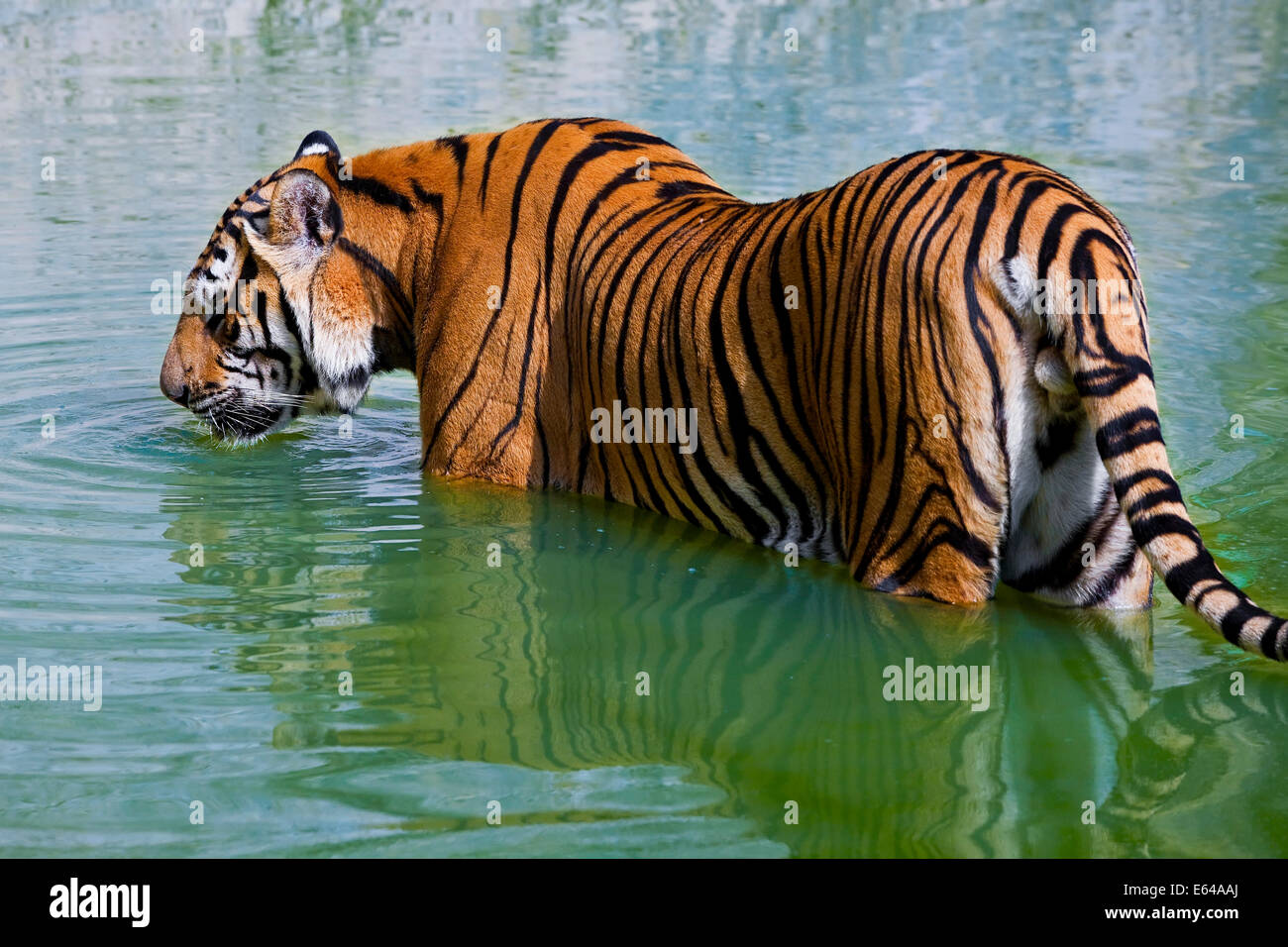 Tigers in water, Indochinese tiger or Corbett's tiger (Panthera tigris corbetti), Thailand Stock Photo