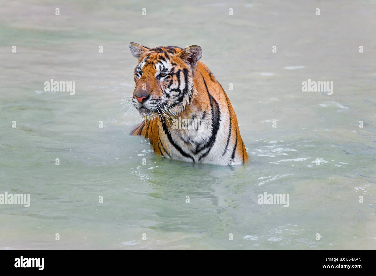 Indochinese tiger or Corbett's tiger (Panthera tigris corbetti), Thailand Stock Photo