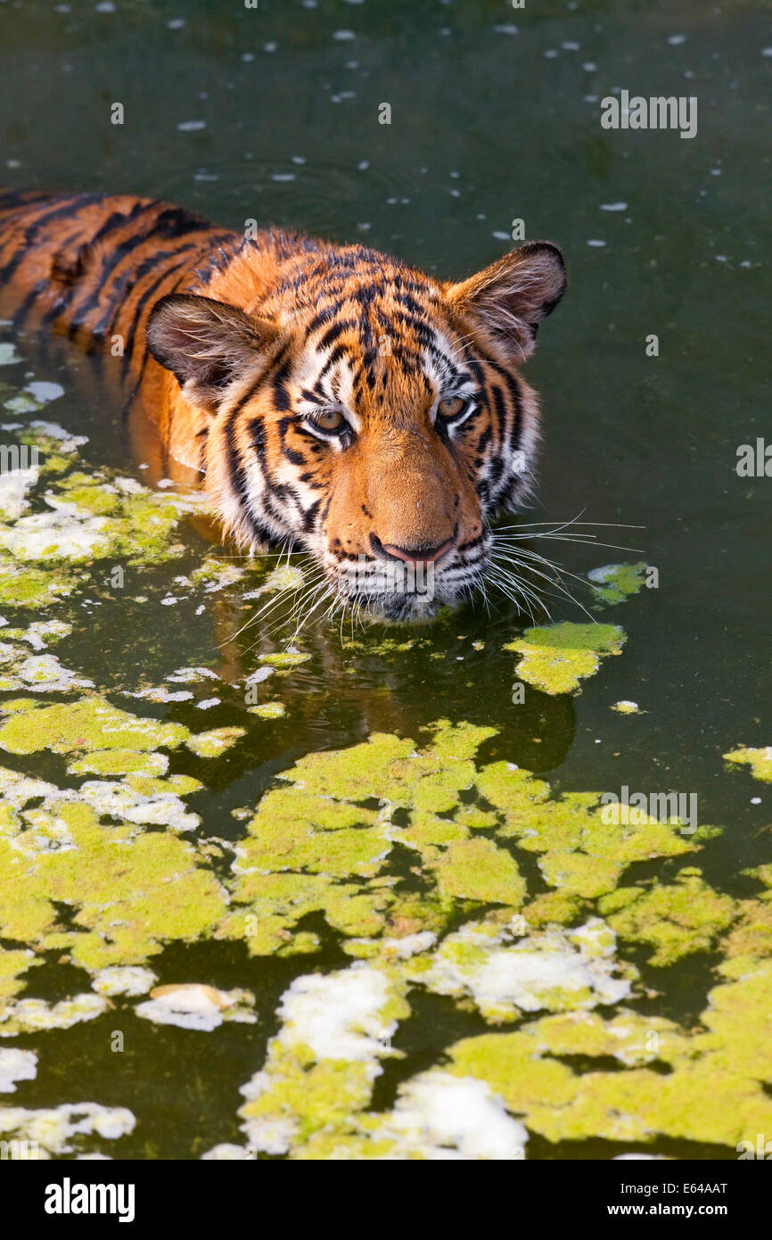 Tigers playing in water, Indochinese tiger or Corbett's tiger (Panthera tigris corbetti), Thailand Stock Photo